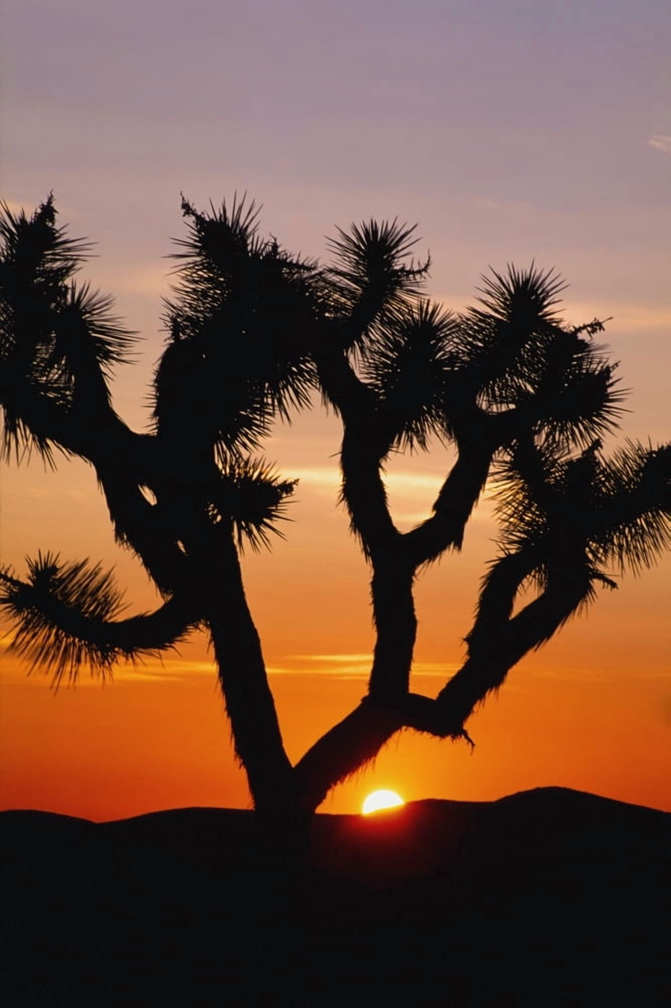Silhouette Of Joshua Tree At Sunset Canvas Art - Conor Caffrey Design Pics (12 x 19)