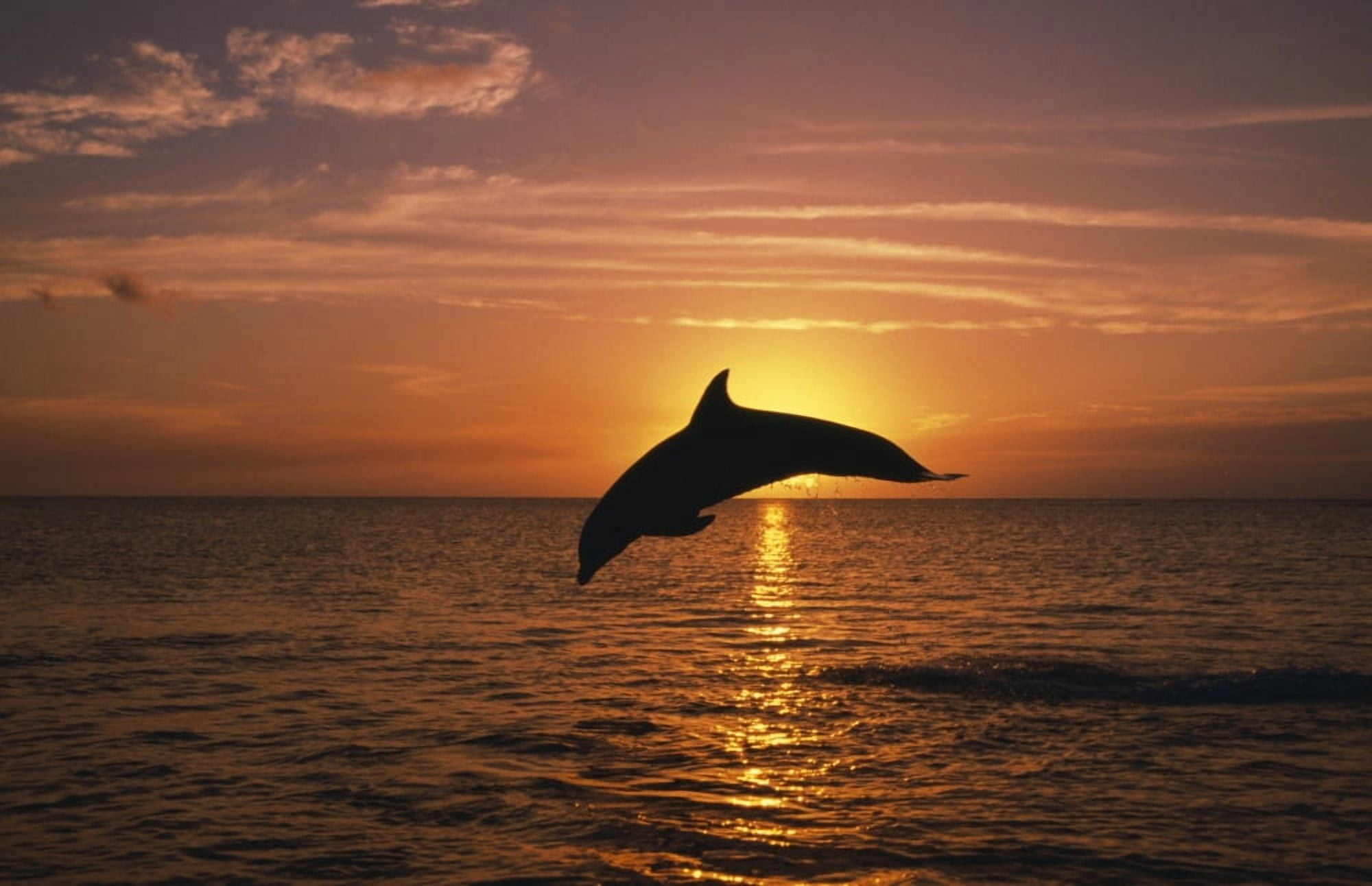Silhouette Of Leaping Bottlenose Dolphin Sunset Caribbean Sea Canvas Art - Natural Selection Craig Tuttle Design Pics (18 x 12)