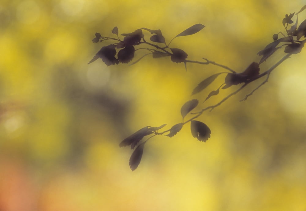 Silhouette Of Leaves Cypress Hills Interprovincial Park Saskatchewan Canada Canvas Art - Darwin Wiggett Design Pics (34 x 22)