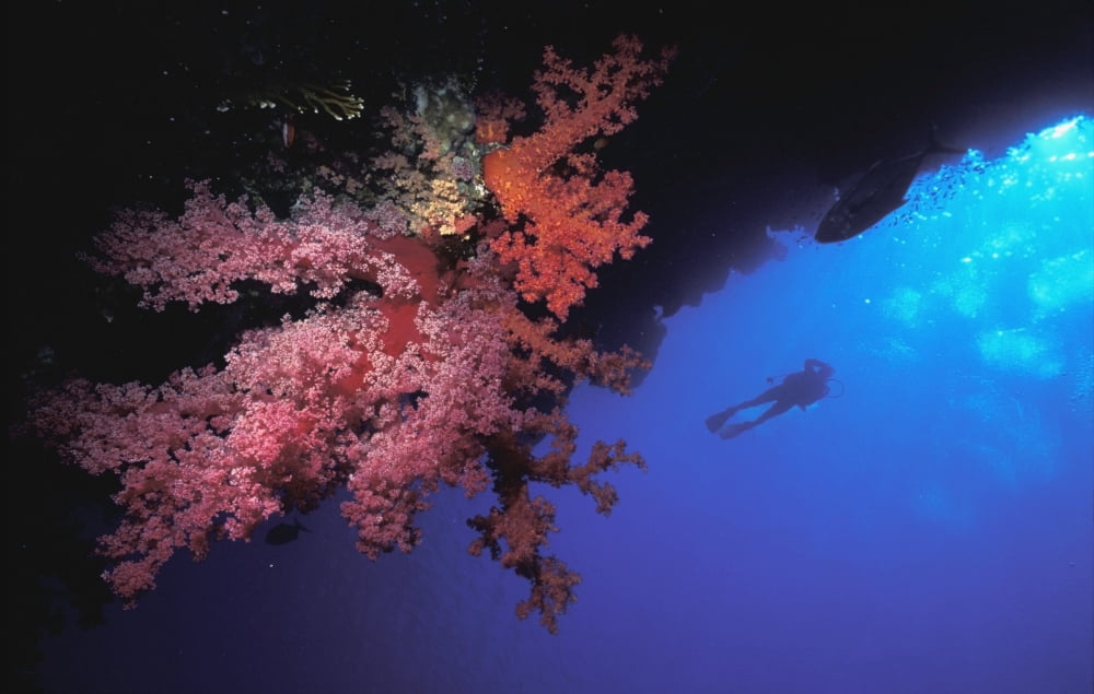 Silhouette Of Scuba Diver With Red Soft Coral Canvas Art - Alex Misiewicz Design Pics (34 x 22)