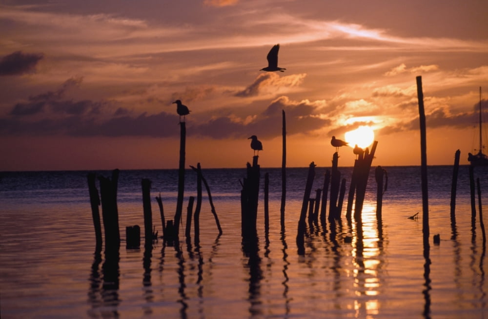 Silhouette Of Seagulls On Posts In Sea At Sunset Canvas Art - James Sparshatt Design Pics (38 x 24)