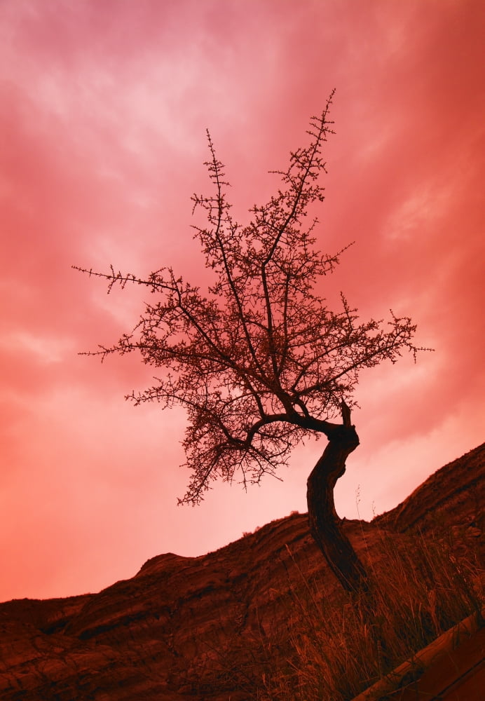 Silhouette Of Shrub Tree Canvas Art - Don Hammond Design Pics (22 x 32)