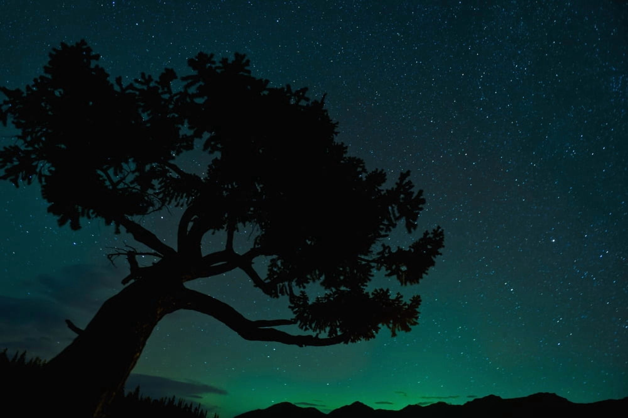 Silhouette Of Tree Against Northern Lights In Jasper National Park Jasper Alberta Canada Canvas Art - Corey Hochachka Design Pics (19 x 12)