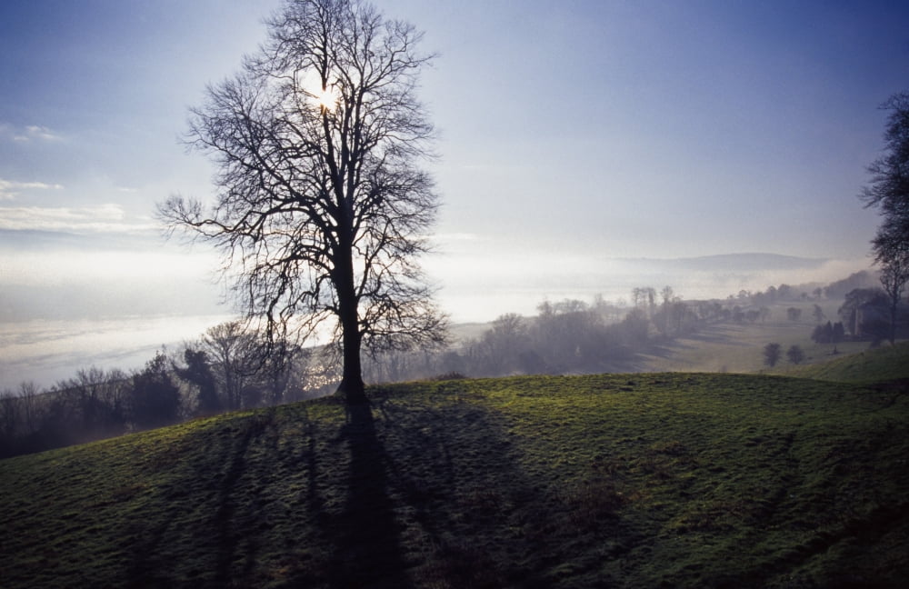 Silhouette Of Tree Canvas Art - Gareth McCormack Design Pics (36 x 24)