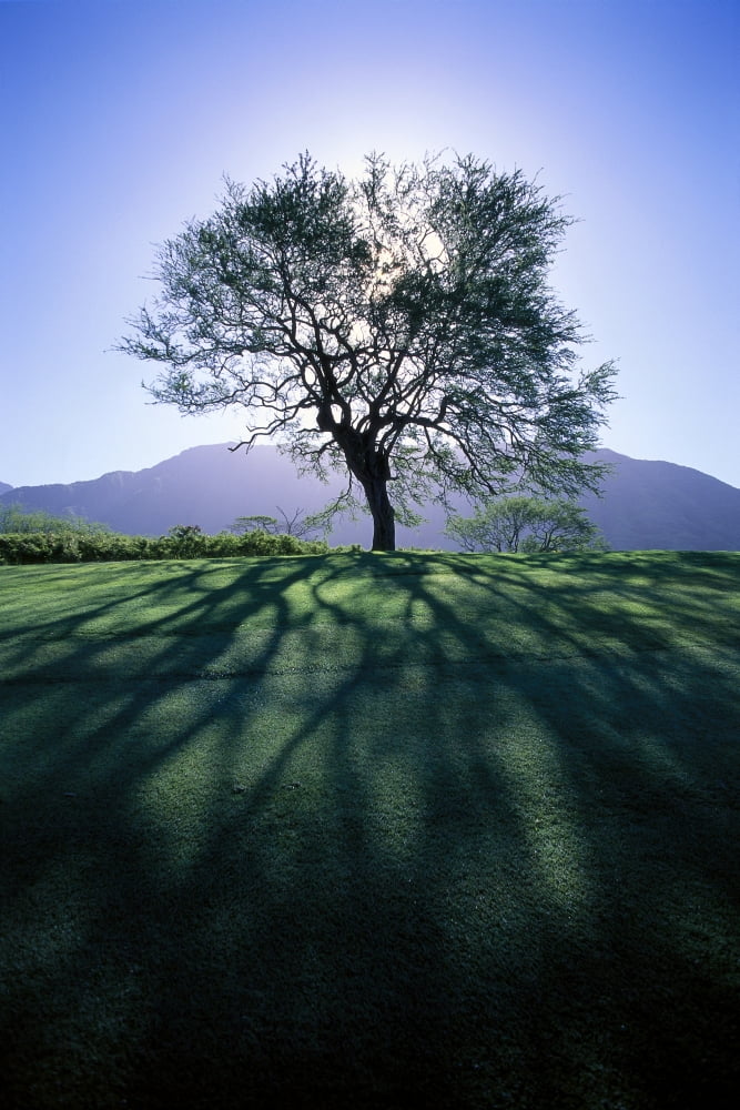Silhouette Of Tree On Grassy Knoll Mountain In Background B1628 Canvas Art - Carl Shaneff Design Pics (24 x 38)