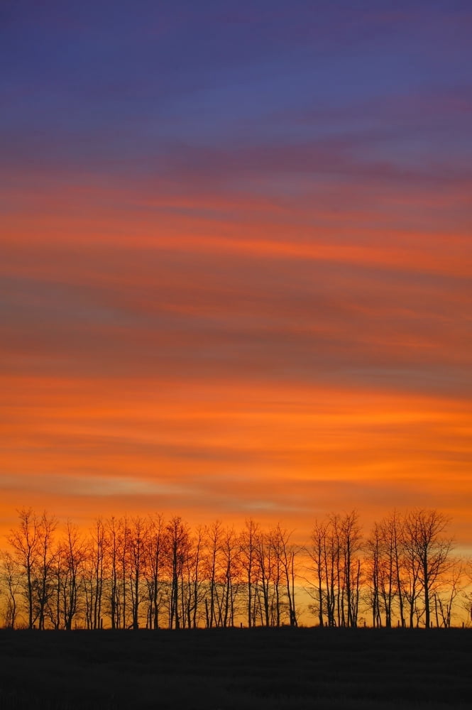 Silhouette Of Trees Against Sunset Canvas Art - Don Hammond Design Pics (11 x 17)