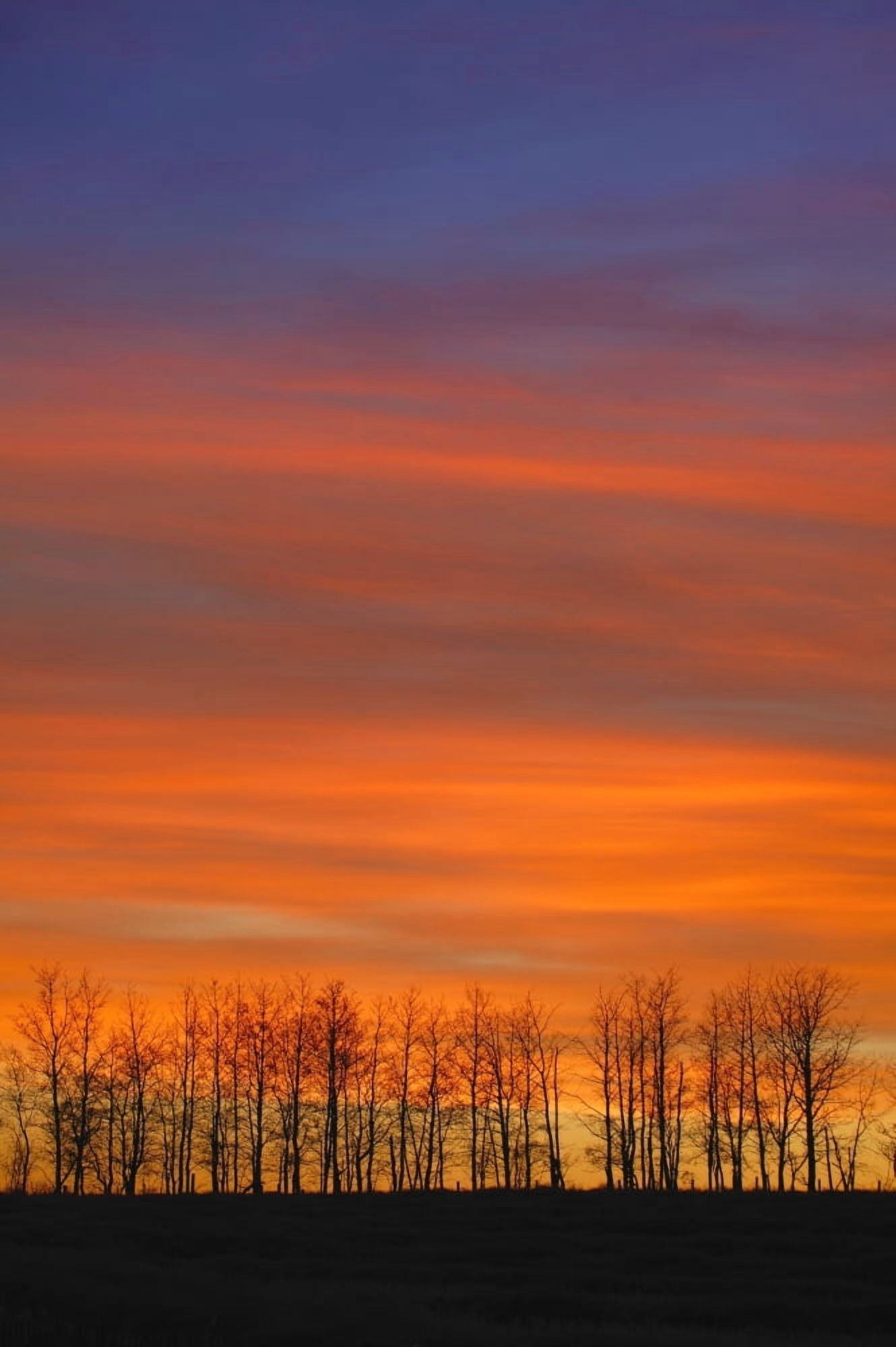 Silhouette Of Trees Against Sunset Canvas Art - Don Hammond Design Pics (22 x 34)