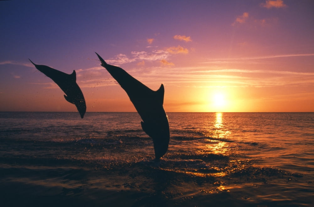 Silhouette Of Two Bottlenose Dolphins Diving Sunset Caribbean Sea Canvas Art - Natural Selection Craig Tuttle Design Pics (36 x 24)
