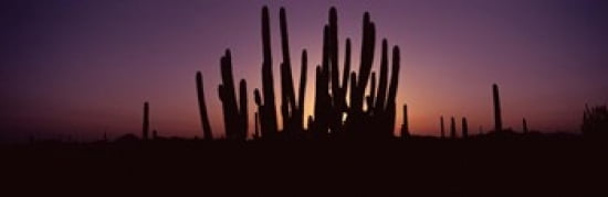 Silhouette of Organ Pipe cacti (Stenocereus thurberi) on a landscape Organ Pipe Cactus National Monument Arizona USA Canvas Art - Panoramic Images (36 x 12)
