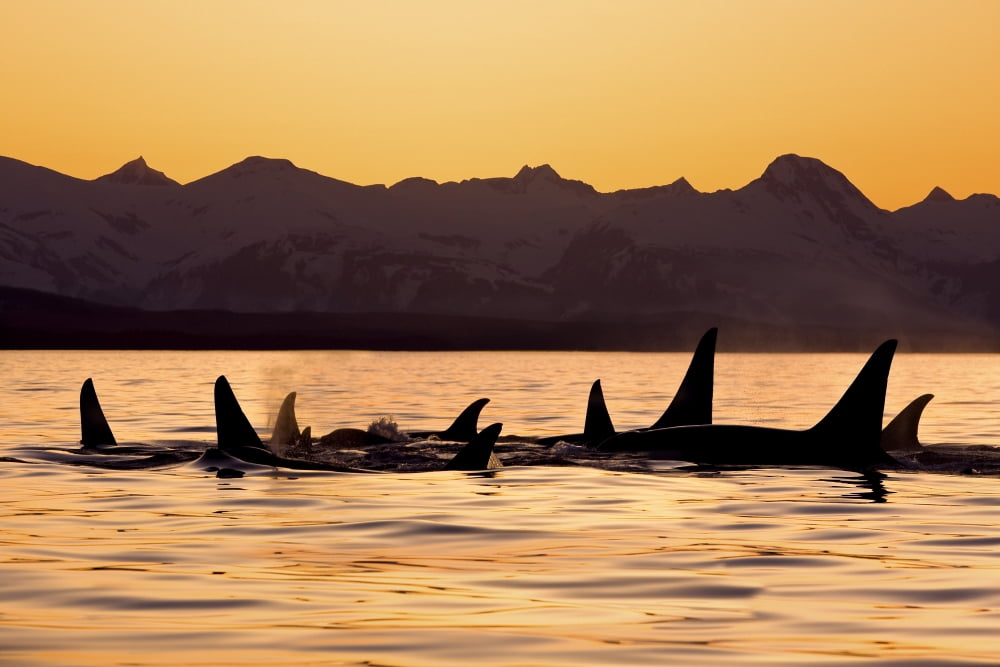 Silhouette Of A Pod Of Orca Whales In Lynn Canal With Chilkat Mountains In The Background Inside Passage Southeast Alaska Canvas Art - John Hyde Design Pics (34 x 22)