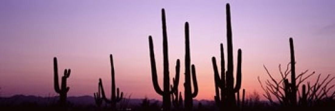 Silhouette of Saguaro cacti (Carnegiea gigantea) on a landscape Saguaro National Park Tucson Pima County Arizona USA Canvas Art - Panoramic Images (18 x 6)