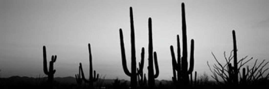 Silhouette of Saguaro cacti (Carnegiea gigantea) on a landscape Saguaro National Park Tucson Pima County Arizona USA Canvas Art - Panoramic Images (18 x 6)