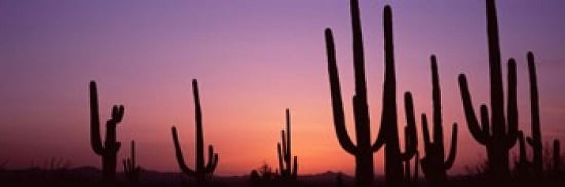 Silhouette of Saguaro cacti (Carnegiea gigantea) on a landscape Saguaro National Park Tucson Pima County Arizona USA Canvas Art - Panoramic Images (18 x 6)