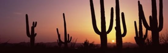 Silhouette of Saguaro cacti (Carnegiea gigantea) on a landscape Saguaro National Park Tucson Pima County Arizona USA Canvas Art - Panoramic Images (36 x 12)