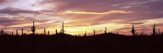 Silhouette of Saguaro cacti (Carnegiea gigantea) on a landscape Saguaro National Park Tucson Pima County Arizona USA Canvas Art - Panoramic Images (36 x 12)