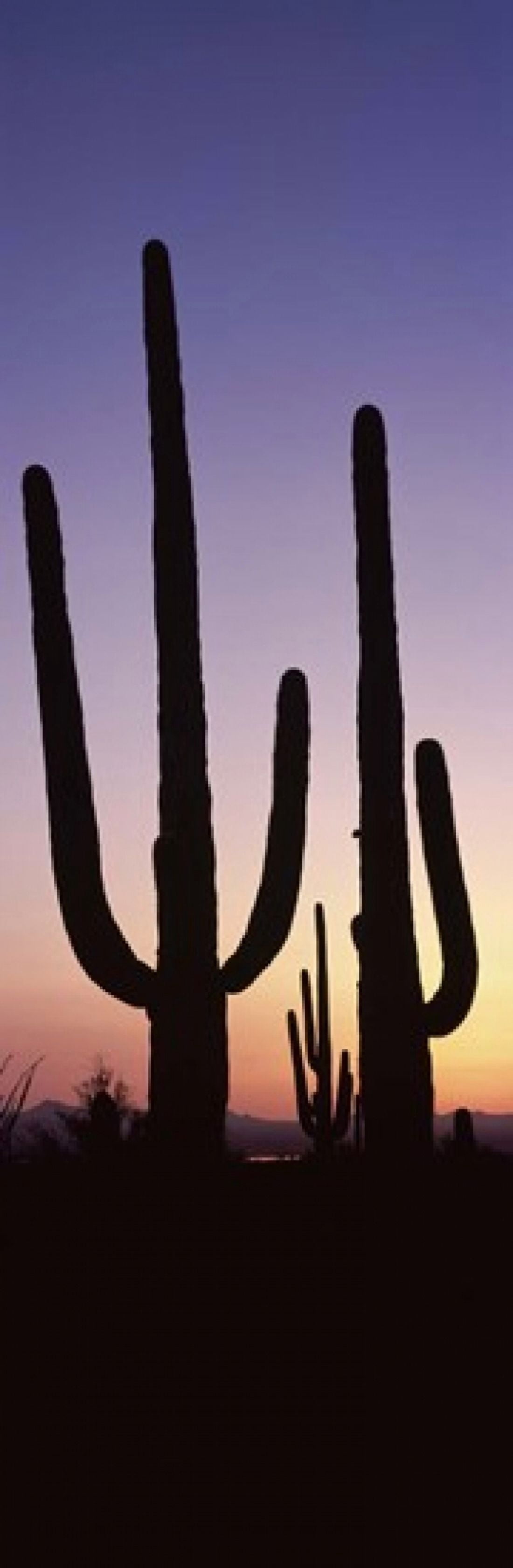 Silhouette of Saguaro cacti (Carnegiea gigantea) on a landscape Saguaro National Park Tucson Pima County Arizona USA Canvas Art - Panoramic Images (36 x 12)