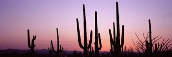Silhouette of Saguaro cacti (Carnegiea gigantea) on a landscape Saguaro National Park Tucson Pima County Arizona USA Canvas Art - Panoramic Images (36 x 12)