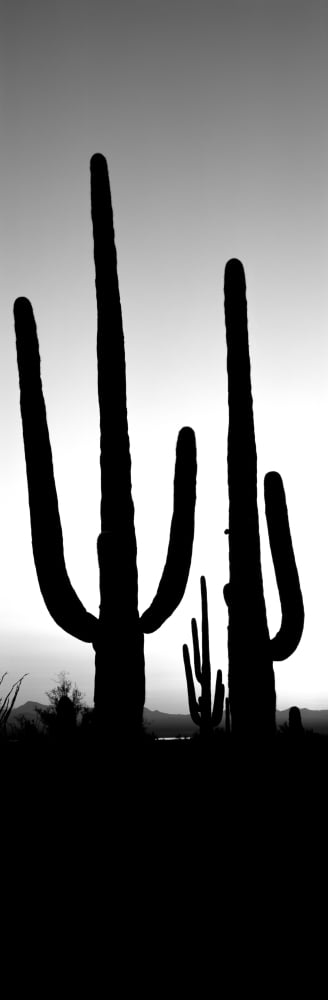 Silhouette of Saguaro cacti (Carnegiea gigantea) on a landscape Saguaro National Park Tucson Pima County Arizona USA Canvas Art - Panoramic Images (6 x 18)