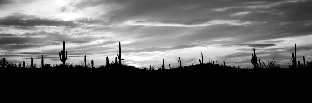 Silhouette of Saguaro cacti (Carnegiea gigantea) on a landscape Saguaro National Park Tucson Pima County Arizona USA Canvas Art - Panoramic Images (6 x 18)