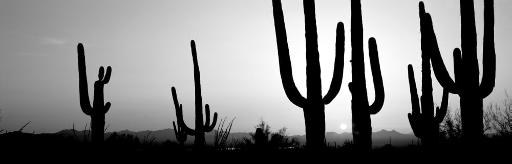 Silhouette of Saguaro cacti (Carnegiea gigantea) on a landscape Saguaro National Park Tucson Pima County Arizona USA Canvas Art - Panoramic Images (6 x 18)