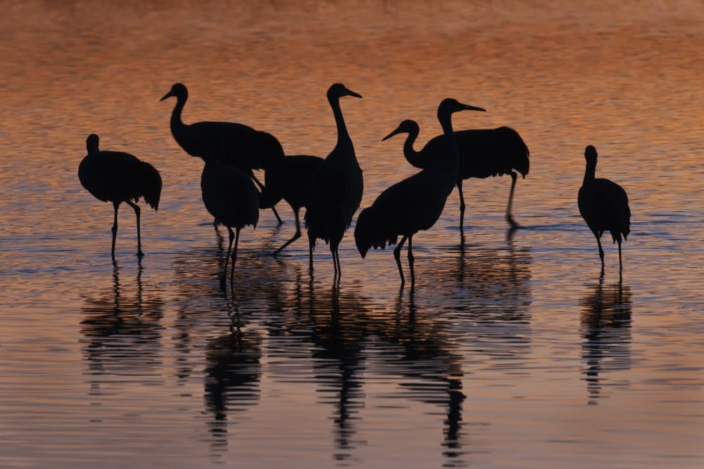 Silhouette Of Sandhill Cranes Wading In A Resting Pond At Sunset In The Bosque Del Apache National Wildlife Refuge New Mexico Usa Winter Canvas Art - Ron Sanford Design Pics (17 x 11)
