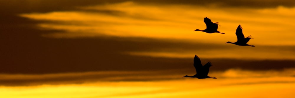 Silhouette of Sandhill cranes (Grus canadensis) flying in the sky at sunrise Bosque del Apache National Wildlife Refuge Socorro County New Mexico USA Canvas Art - Panoramic Images (6 x 18)