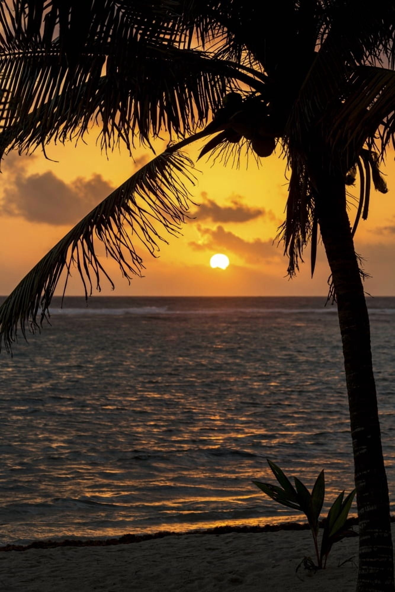Silhouette of a coconut tree along the shoreline with an orange sun and clouds in the sky at sunrise Akumal Quintana Roo Mexico Canvas Art - Michael Interisano Design Pics (12 x 19)