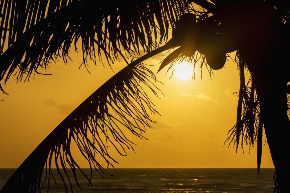 Silhouette of a coconut tree with an orange sky at sunrise and the ocean on the horizon Akumal Quintana Roo Mexico Canvas Art - Michael Interisano Design Pics (19 x 12)