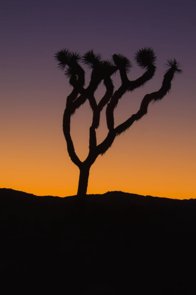 Silhouette of a joshua tree at sunset in joshua tree national parkCalifornia united states of america Canvas Art - Brian Guzzetti Design Pics (24 x 38)