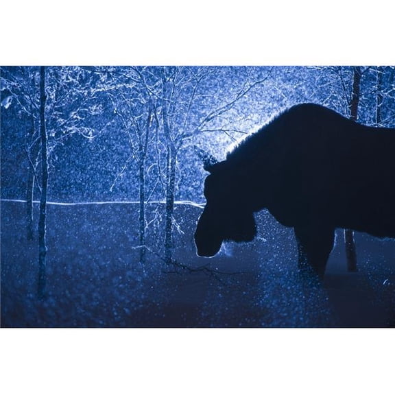 Silhouette of A Moose in A Snowstorm Anchorage South Central Alaska Poster Print - 19 x 12 in.