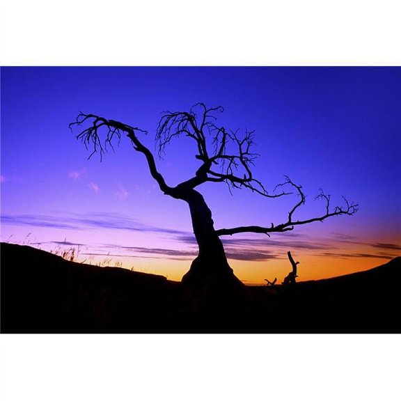Silhouette of A Tree at Sunset Poster Print - 17 x 11 in.