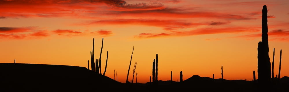 Silhouette of Boojum tree and Cardon Cactus Baja California Mexico Canvas Art - Panoramic Images (6 x 18)