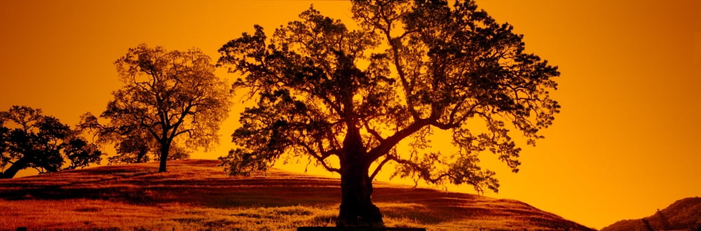 Silhouette of California oaks trees Central Coast California USA Canvas Art - Panoramic Images (27 x 9)