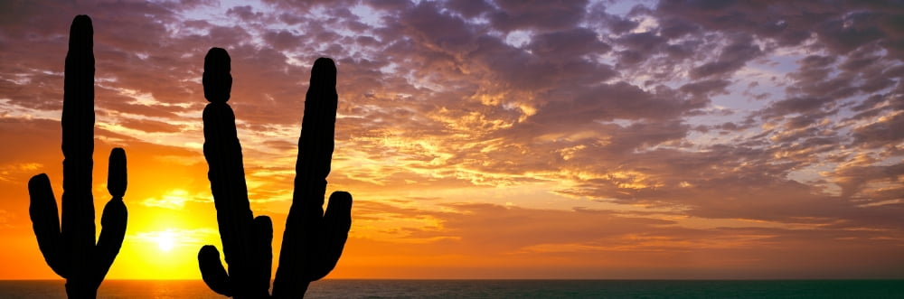 Silhouette of Cardon cactus planta Sea of Cortez Baja California Sur Mexico Canvas Art - Panoramic Images (27 x 9)