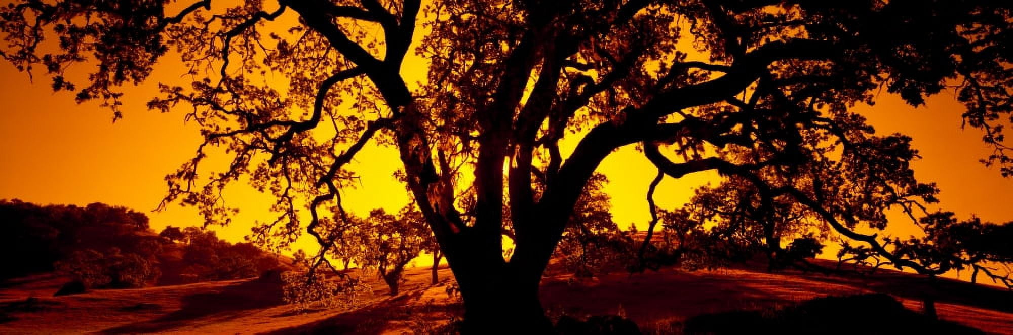 Silhouette of Coast Live Oak trees (Quercus agrifolia) California USA Canvas Art - Panoramic Images (27 x 9)