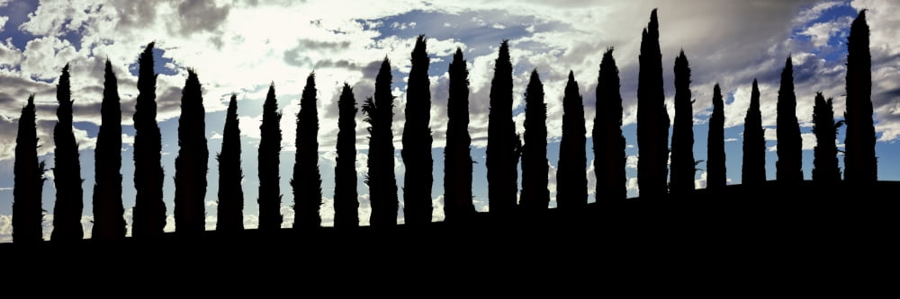 Silhouette of Cypress trees at hillside Temecula Riverside County California USA Canvas Art - Panoramic Images (6 x 18)