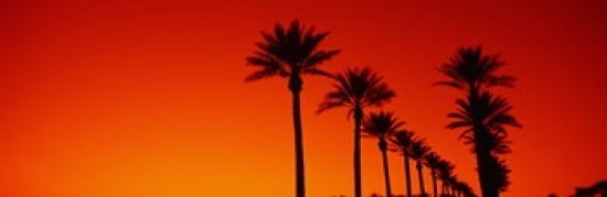 Silhouette of Date Palm trees in a row at dawn Phoenix Arizona USA Canvas Art - Panoramic Images (36 x 12)