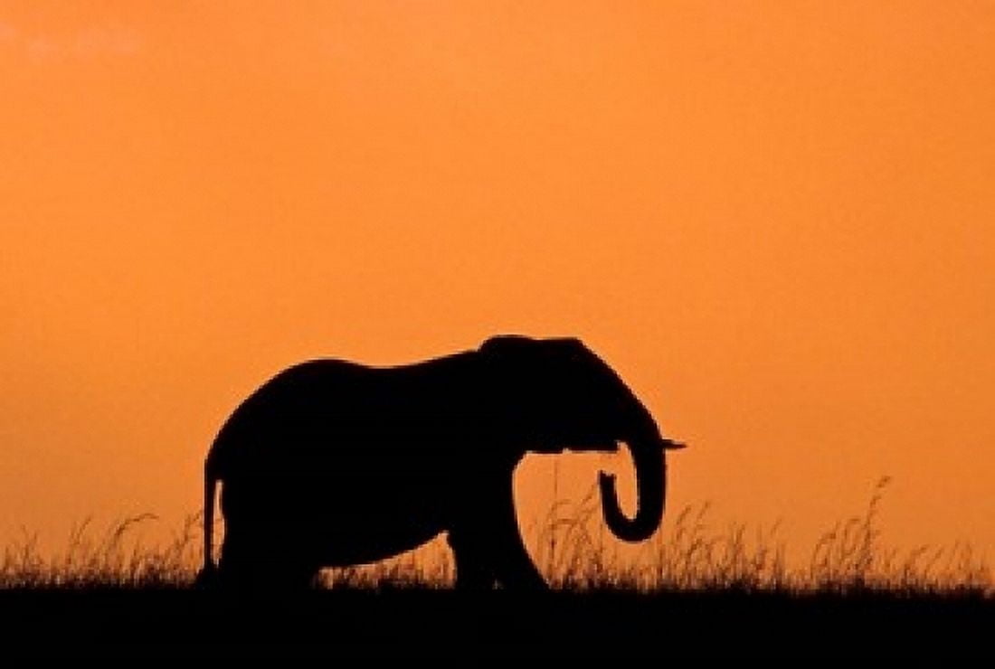 Silhouette of Elephant at sunset Masai Mara National Reserve Kenya Canvas Art - Alison Jones DanitaDelimont (17 x 11)