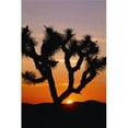 thumbnail image 1 of Silhouette of Joshua Tree At Sunset Poster Print - 12 x 19, 1 of 1