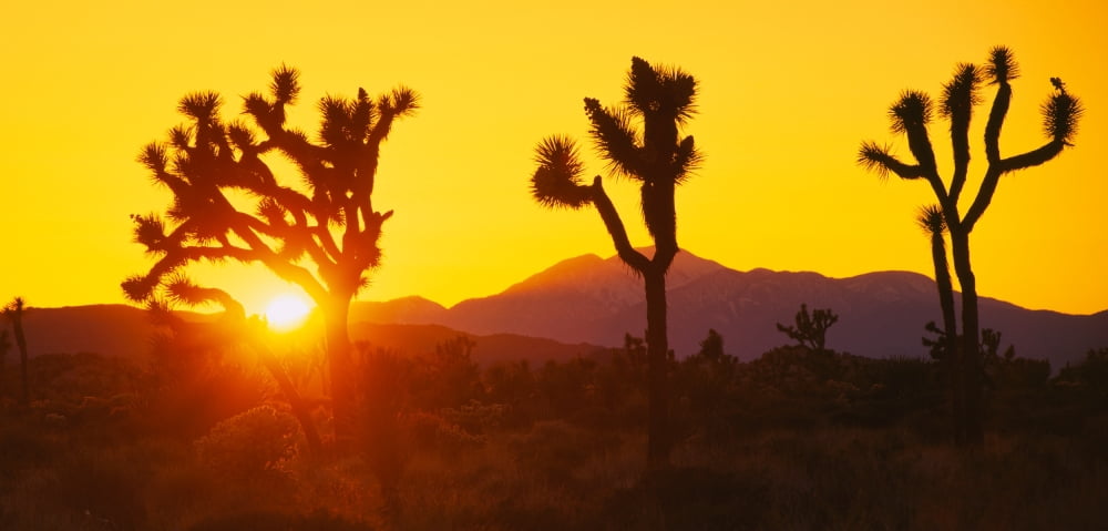 Silhouette of Joshua trees (Yucca brevifolia) at sunset Joshua Tree National Monument California USA Canvas Art - Panoramic Images (27 x 9)