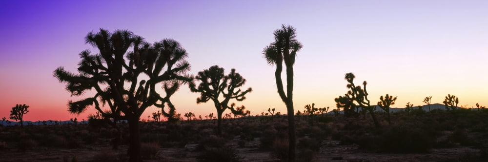 Silhouette of Joshua trees in a desert Joshua Tree National Park California USA Canvas Art - Panoramic Images (27 x 9)