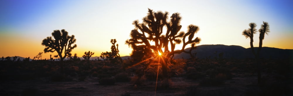 Silhouette of Joshua trees in a desert Joshua Tree National Park California USA Canvas Art - Panoramic Images (36 x 12)