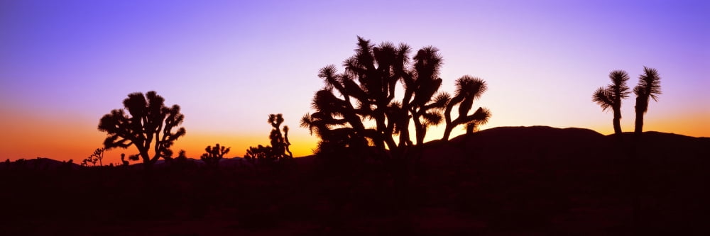 Silhouette of Joshua trees in a desert Joshua Tree National Park California USA Canvas Art - Panoramic Images (36 x 12)