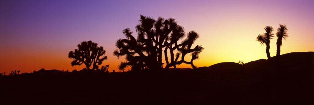 Silhouette of Joshua trees in a desert Joshua Tree National Park California USA Canvas Art - Panoramic Images (36 x 12)