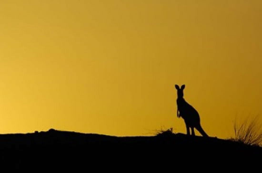 Silhouette of Kangaroo Australia Canvas Art - Pete Oxford DanitaDelimont (29 x 19)