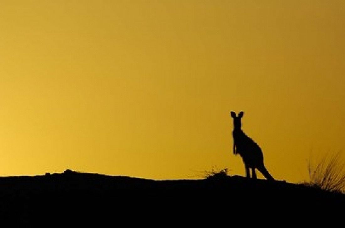 Silhouette of Kangaroo Australia Canvas Art - Pete Oxford DanitaDelimont (36 x 24)