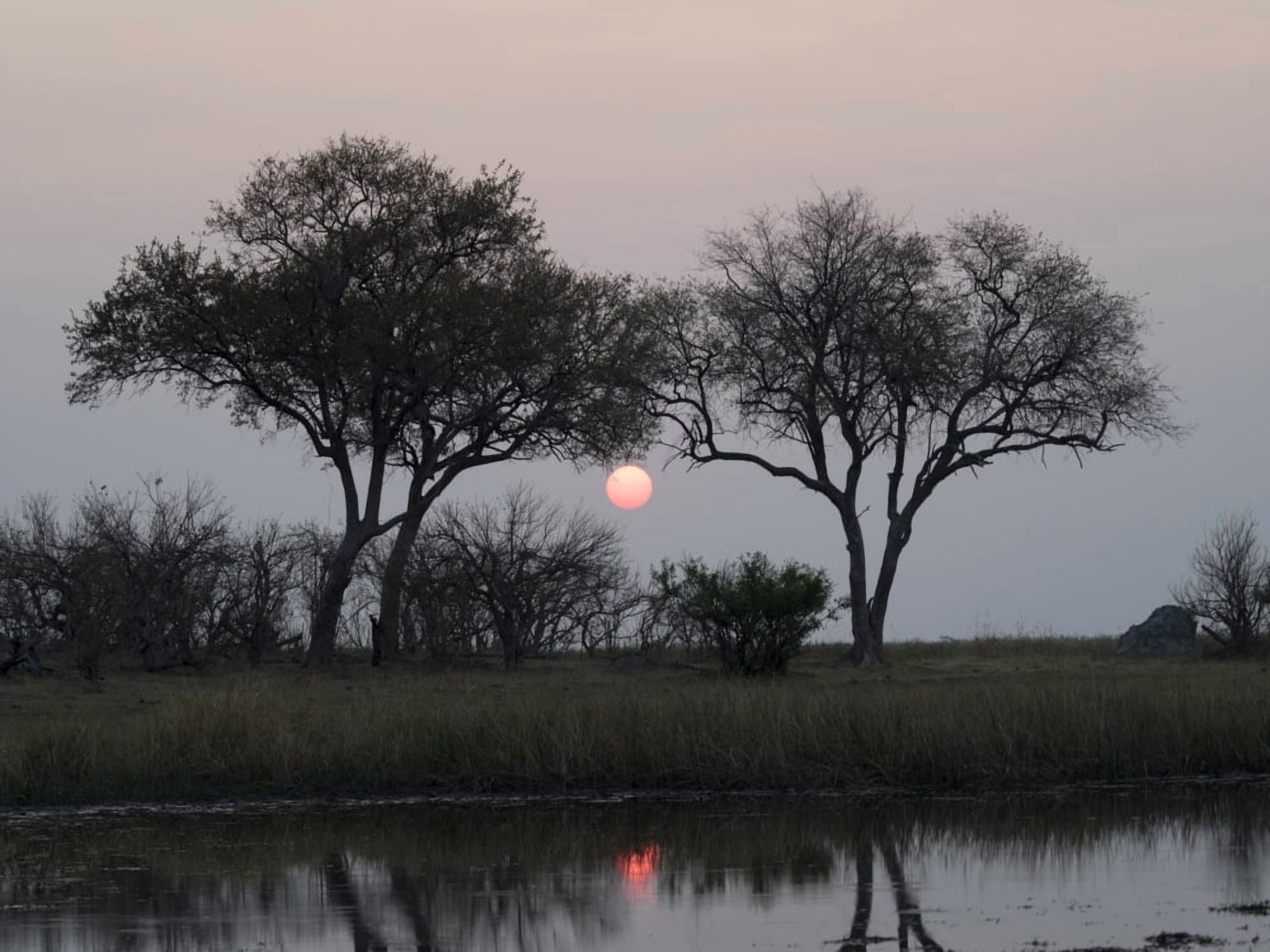 Silhouette of Leadwood trees at dusk Linyanti Concession Ngamiland Botswana Canvas Art - Panoramic Images (12 x 16)