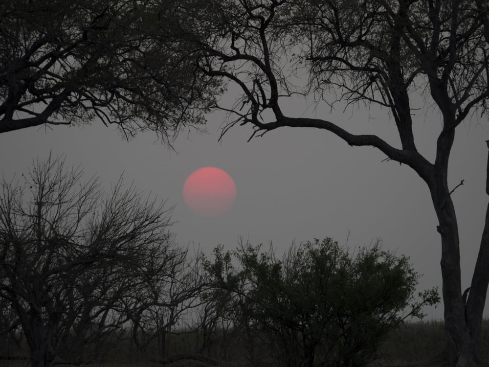 Silhouette of Leadwood trees at dusk Linyanti Concession Ngamiland Botswana Canvas Art - Panoramic Images (12 x 16)