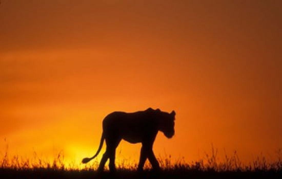 Silhouette of Lion Masai Mara Game Reserve Kenya Canvas Art - Paul Souders DanitaDelimont (36 x 23)