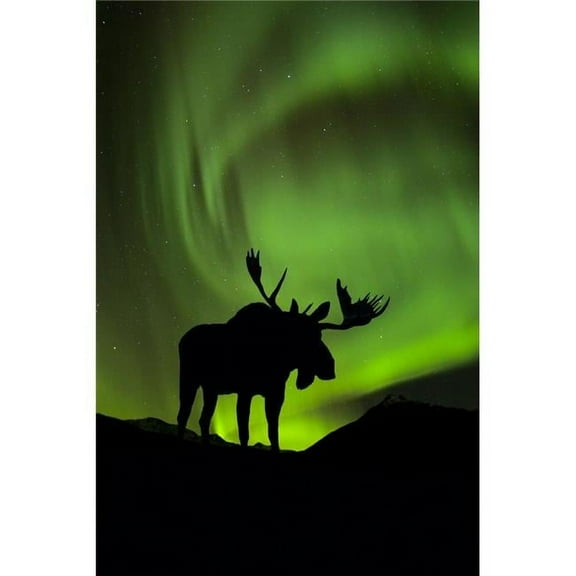 Silhouette of Moose with green Aurora Borealis behind it Interior Alaska Composite Poster Print